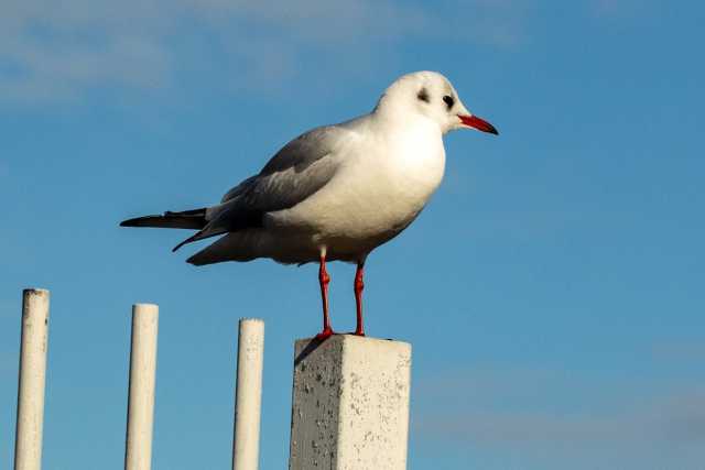 Tartarughe con la salmonella e gabbiani con batteri: �Pochi rischi per noi, ma meglio stare attenti�